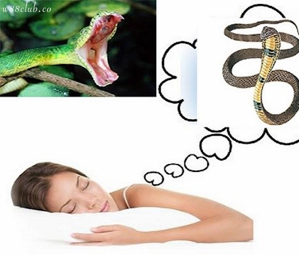 Giải đáp vì sao phụ nữ mang thai lại nằm mơ thấy rắn